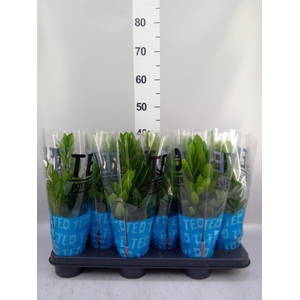 Zamioculcas zamiifolia