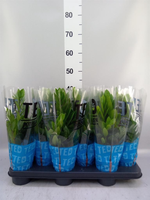 <h4>Zamioculcas zamiifolia</h4>
