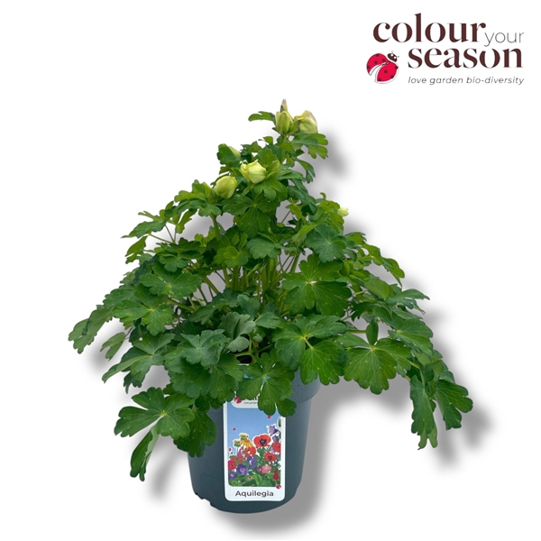 <h4>Aquilegia Spring Magic White</h4>