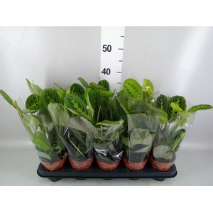Maranta leuc. 'Lemon'