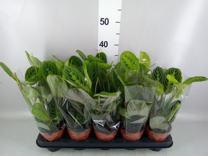<h4>Maranta leuc. 'Lemon'</h4>