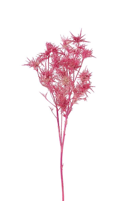 Dried Artz Cardi Rafael Bunch