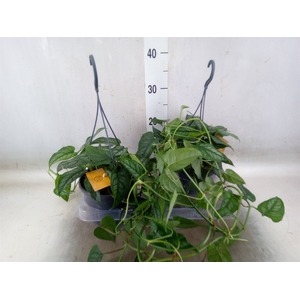 Monstera siltepecana