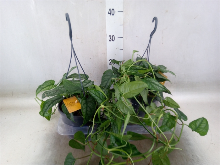 <h4>Monstera siltepecana</h4>