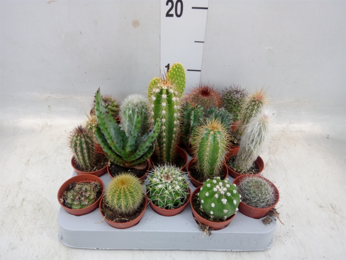 <h4>Cactus   ...mix</h4>