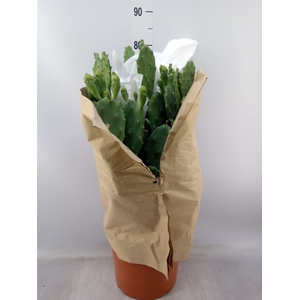 Opuntia