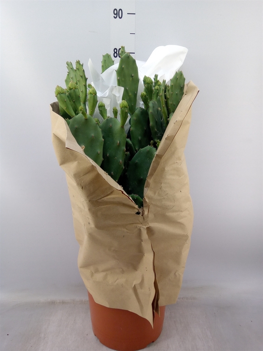 <h4>Opuntia</h4>