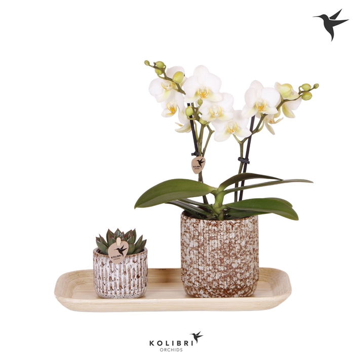 <h4>Kolibri Gift Set small Untamed Nature</h4>
