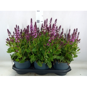 Salvia nemorosa