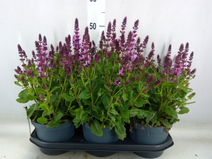 <h4>Salvia nemorosa</h4>