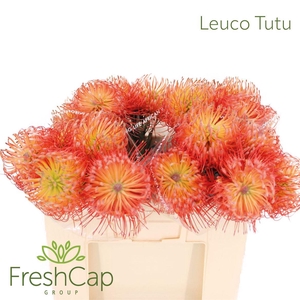 Leuco Tutu