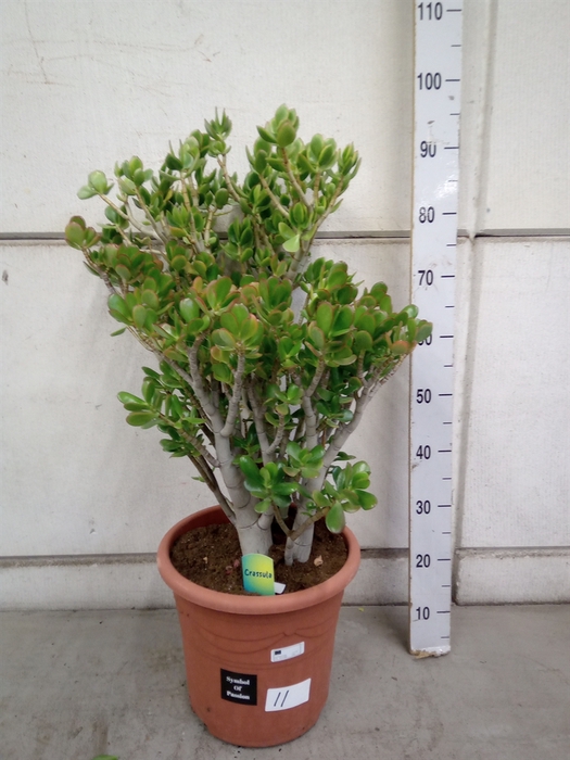 <h4>Crassula ovata</h4>