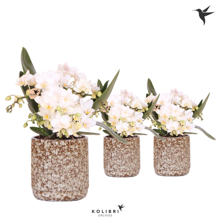 <h4>Kolibri Orchids Phalaenopsis Nazare 4 spike in Jaguar pot</h4>