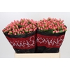 Hypericum Sweet Romance