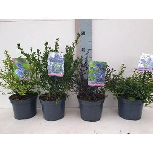 Ceanothus Mix