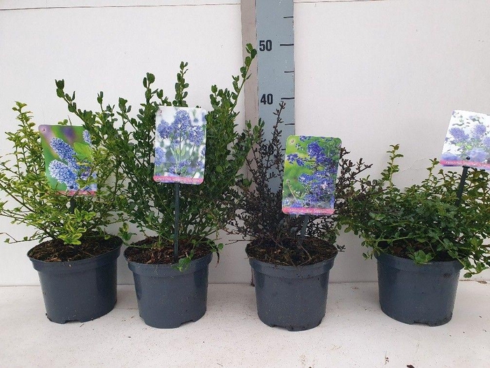 <h4>Ceanothus Mix</h4>