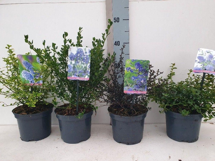 <h4>Ceanothus Mix</h4>