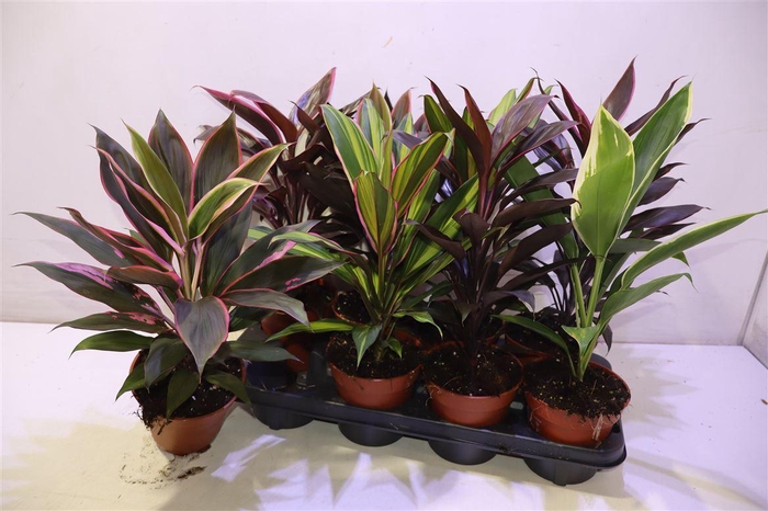 <h4>arr8 Cord Ov Gem</h4>