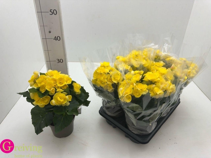 <h4>BEG HL REBECCA</h4>