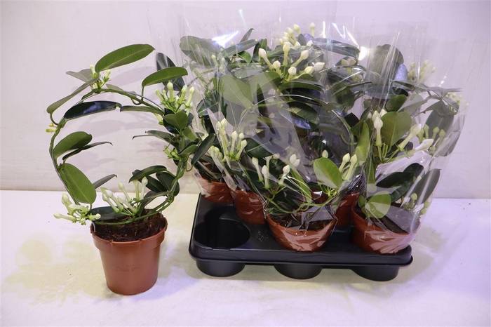 <h4>arr8 Steph Fl Ov</h4>