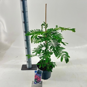 Albizia julibrissin Ombrella® ('Boubri'PBR)