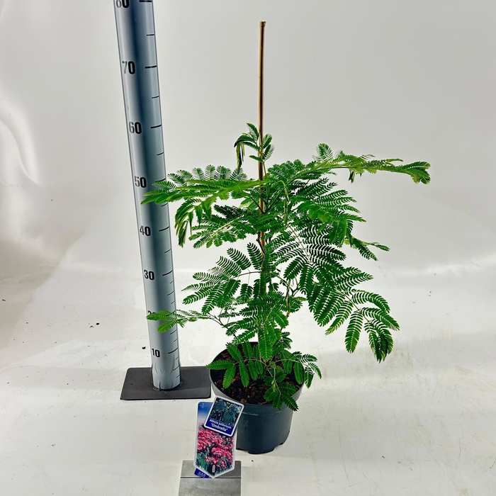 <h4>Albizia julibrissin Ombrella® ('Boubri'PBR)</h4>