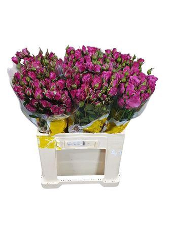 <h4>R Tr Fiction</h4>