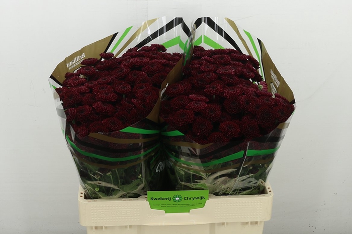 <h4>Chr S Jinda Red Extra</h4>