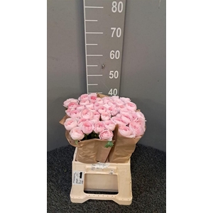 Ran Suc Ex Lady Rosa