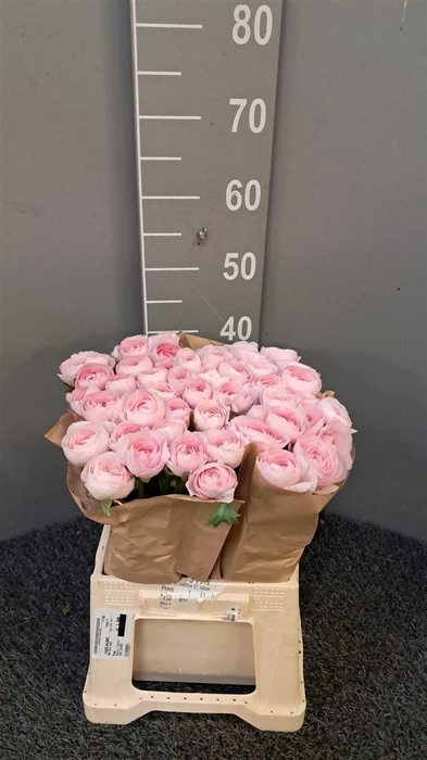 <h4>Ran Suc Ex Lady Rosa</h4>