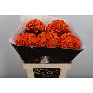 Wax Hydrangea Hydr Wax Oranje
