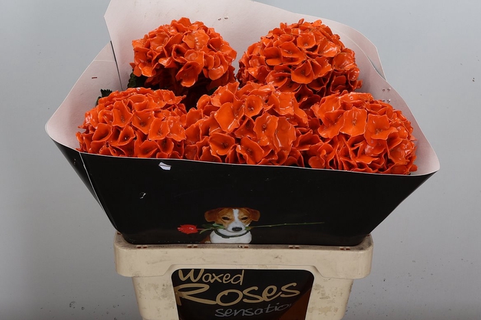 <h4>Wax Hydrangea Hydr Wax Oranje</h4>