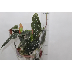 BEGONIA MACULATA P17 PO