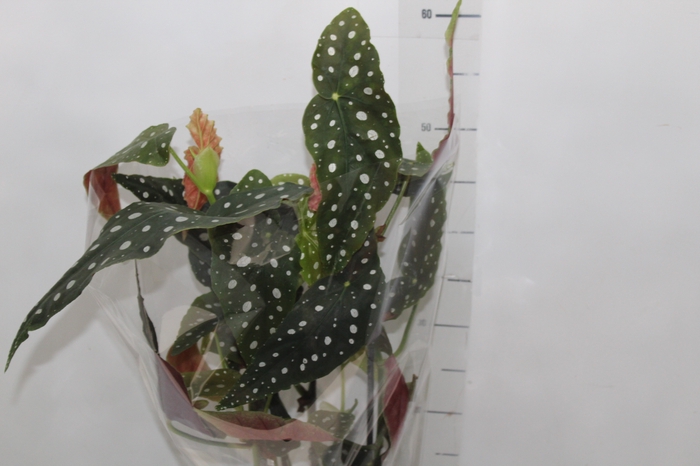<h4>BEGONIA MACULATA P17 PO</h4>