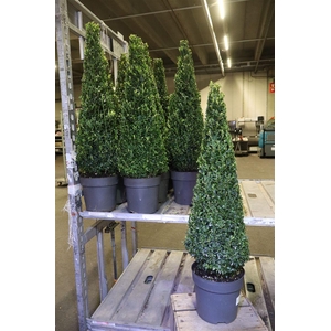 Buxu Sempervirens Piramide