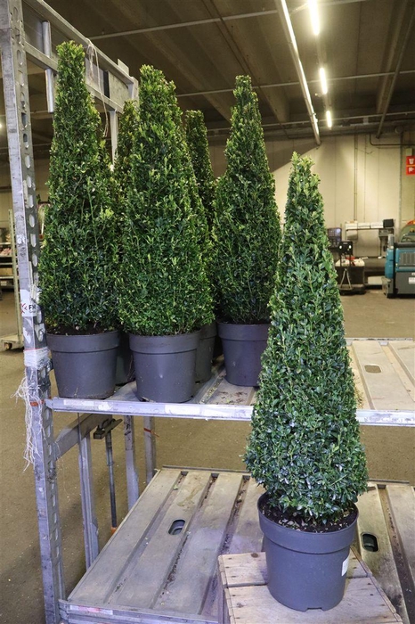 <h4>Buxu Sempervirens Piramide</h4>