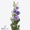 Lisianthus do corelli lavender