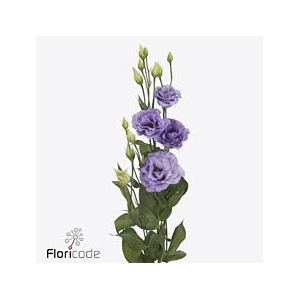 Lisianthus do corelli lavender