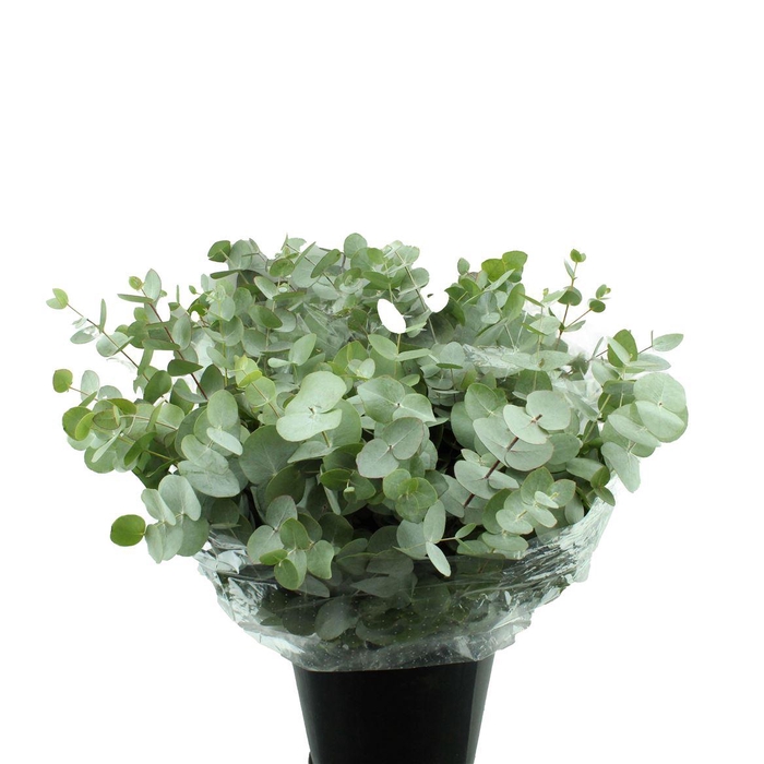 <h4>Cinerea Kort</h4>