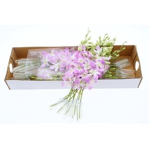 Dendro Lucy Pink X40