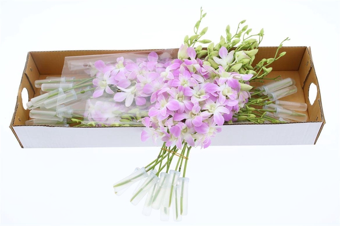 <h4>Dendro Lucy Pink X40</h4>