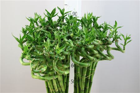 <h4>Lucky Bamboo Spiraal 80</h4>