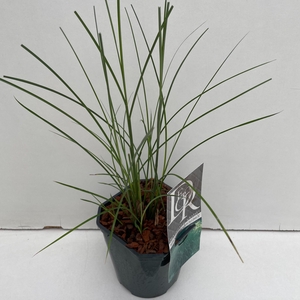 Graminées Miscanthus 'Gracillimus'