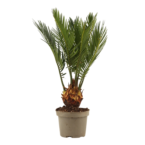 <h4>Cycas revoluta 9 cm, 3+ veren</h4>