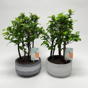 Ficus Microcarpa Forest 'Tribal' 18 cm
