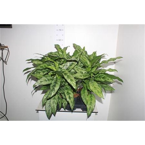 Aglao Silver Queen C