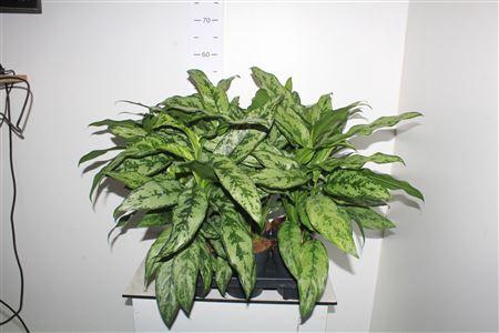 <h4>Aglao Silver Queen C</h4>