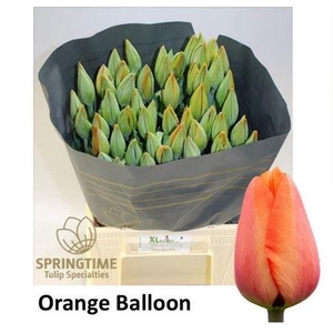 Tu En Orange Balloon