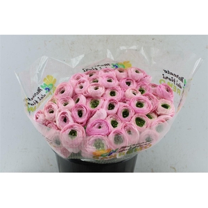 Ran Kloon Extra Rosado