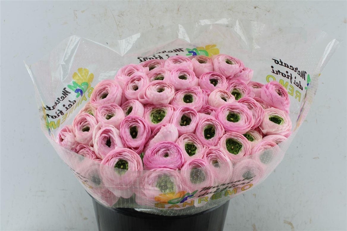 <h4>Ran Kloon Extra Rosado</h4>